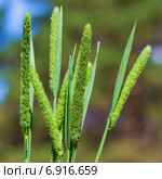 Тимофеевка степная (Phleum phleoides). Соцветия крупно. Стоковое фото, фотограф Евгений Мухортов / Фотобанк Лори