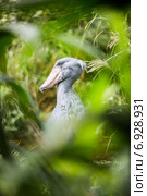 Shoebill (Balaeniceps rex) Стоковое фото, фотограф Андрей Армягов / Фотобанк Лори