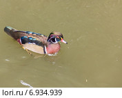 Утка. Стоковое фото, фотограф Евгений Питомец / Фотобанк Лори