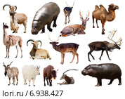 hippo and other Artiodactyla mammal animals. Стоковое фото, фотограф Яков Филимонов / Фотобанк Лори
