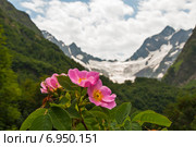 Цветок шиповника на фоне гор. Стоковое фото, фотограф Кузякин Иван / Фотобанк Лори
