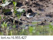 Зуёк малый. Little Ringed Plover (Charadrius dubius) Стоковое фото, фотограф Василий Вишневский / Фотобанк Лори