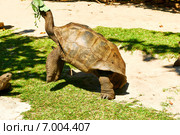 Giant tortoise at Seychelles. Стоковое фото, фотограф Николай Охитин / Фотобанк Лори