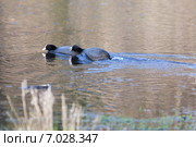 Лысухи в воде. Стоковое фото, фотограф Василий Вишневский / Фотобанк Лори