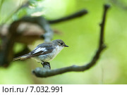 Мухоловка-пеструшка. Pied Flycatcher (Ficedula hypoleuca, Muscicapa hypoleuca). Стоковое фото, фотограф Василий Вишневский / Фотобанк Лори
