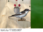 Мухоловка-пеструшка. Pied Flycatcher (Ficedula hypoleuca, Muscicapa hypoleuca). Стоковое фото, фотограф Василий Вишневский / Фотобанк Лори