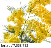 Акация серебристая, или Акация подбелённая (Acacia dealbata) Стоковое фото, фотограф Алёшина Оксана / Фотобанк Лори