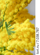 Акация серебристая, или Акация подбелённая (Acacia dealbata) Стоковое фото, фотограф Алёшина Оксана / Фотобанк Лори