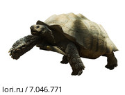 African spurred tortoise. Стоковое фото, фотограф Яков Филимонов / Фотобанк Лори