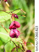 Недотрога (Impatiens) Стоковое фото, фотограф Александр Щепин / Фотобанк Лори
