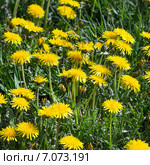 Одуванчик лекарственный (Tarаxacum officinаle) Стоковое фото, фотограф Евгений Мухортов / Фотобанк Лори