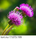 Бодяк разнолистный (Cirsium heterophyllum).Цветы крупно. Стоковое фото, фотограф Евгений Мухортов / Фотобанк Лори