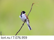 Овсянка камышовая. Reed Bunting (Emberiza schoeniclus, Schoeniclus schoeniclus). Стоковое фото, фотограф Василий Вишневский / Фотобанк Лори