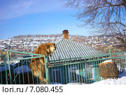 Златоуст, Челябинская область,надёжная охрана (2015 год). Стоковое фото, фотограф Игорь Потапов / Фотобанк Лори