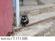 Кошка черепахового окраса сидит на бетонных ступеньках. Стоковое фото, фотограф Илюхина Наталья / Фотобанк Лори
