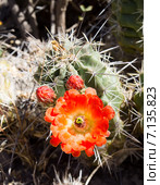 Алый цветок и бутоны кактуса эхиноцереуса шарлахового — Echinocereus coccineus (2014 год). Стоковое фото, фотограф Ирина Кожемякина / Фотобанк Лори
