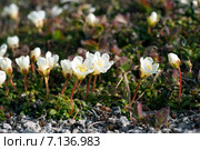 Diapensia obovata (диапенсия обратнояйцевидная), цветение в начале июня. Стоковое фото, фотограф Yuriy  Barbaruk / Фотобанк Лори