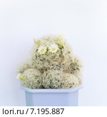 Маммиллярия перистая с цветами (Mammillaria plumosa) Стоковое фото, фотограф Светлана Зотеева / Фотобанк Лори