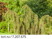 Можжевельник обыкновенный весной (Juniperus communis) Стоковое фото, фотограф Алёшина Оксана / Фотобанк Лори
