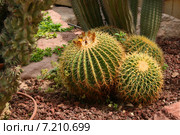 Круглые кактусы (Эхинокактус Грузона, Эхинокактус Грусона, Echinocactus gгusonii) (2014 год). Стоковое фото, фотограф Щеголева Ольга / Фотобанк Лори