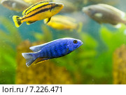 Разноцветные малавийские цихлиды. Рыбы из рода Cynotilapia. Стоковое фото, фотограф Евгений Ткачёв / Фотобанк Лори
