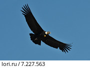 peru - the andean condor (vultur gryphus) in colca canyonPeru, Arequipa, Colca Canyon, Andean Condor, Vultur gryphus. Стоковое фото, агентство BE&W Photo / Фотобанк Лори