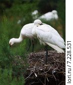Common Spoonbills. Стоковое фото, фотограф Яков Филимонов / Фотобанк Лори