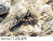 Бескрылая  оса - немка, убийца коров, бархатный муравей (лат. Mutillidae) на камне. Национальный парк Сагуаро, Аризона, США (2015 год). Стоковое фото, фотограф Ирина Кожемякина / Фотобанк Лори