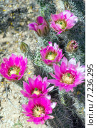 Цветущий Эхиноцереус Энгельмана (Echinocereus engelmannii)  в пустыне Сонора, Аризона. Стоковое фото, фотограф Ирина Кожемякина / Фотобанк Лори
