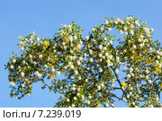 Ветка с цветами и плодами креозотового куста (Larrea tridentata) на фоне неба (2015 год). Стоковое фото, фотограф Ирина Кожемякина / Фотобанк Лори
