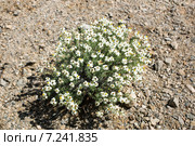 Цветущая белая цинния (Zinnia acerosa). Вид сверху. Стоковое фото, фотограф Ирина Кожемякина / Фотобанк Лори