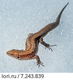 Прыткая ящерица (Lacerta agilis). Общий вид на снегу. Стоковое фото, фотограф Евгений Мухортов / Фотобанк Лори