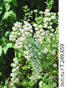 Декоративный кустарник Спирея Вангутта (Spiraea vanhouttei) Стоковое фото, фотограф Алёшина Оксана / Фотобанк Лори