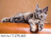 Котенок породы мейн-кун. Стоковое фото, фотограф Gagara / Фотобанк Лори