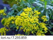 Желтые мелкие цветы бурачек обратнояйцевидный в саду (Alyssum obovatum) Стоковое фото, фотограф Евгений Ткачёв / Фотобанк Лори