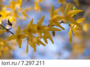 Цветы на ветке, форзиция европейская (Forsythia europaea) на фоне синего неба. Фокус на переднем плане. Стоковое фото, фотограф Svet / Фотобанк Лори