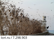 Птичий базар, бакланы и чайки у маяка. Стоковое фото, фотограф A Челмодеев / Фотобанк Лори