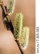 Ива остролистная (Salix acutifolia).Ветвь с тычиночным цветком. Стоковое фото, фотограф Евгений Мухортов / Фотобанк Лори