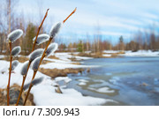 Весенний пейзаж с сережками вербы. Стоковое фото, фотограф Икан Леонид / Фотобанк Лори