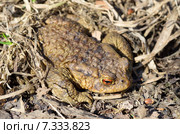 Обыкновенная серая жаба (лат. Bufo bufo) Стоковое фото, фотограф Елена Коромыслова / Фотобанк Лори