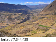 peru - colca canyon, canyon of the colca river in southern peru.Peru, Colca Valley, Terrace Cultivation. Стоковое фото, агентство BE&W Photo / Фотобанк Лори