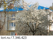 Новый дом утопает в зелени цветущего сада. Стоковое фото, фотограф Svet / Фотобанк Лори