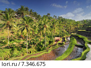 The most dramatic and spectacular rice terraces in Bali near the village of Tegallalang. Стоковое фото, агентство BE&W Photo / Фотобанк Лори