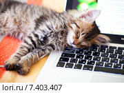 Спящий на ноутбуке котенок. Стоковое фото, фотограф Светлана Мамонтова / Фотобанк Лори