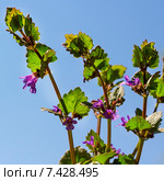 Будра плющевидная (Glechoma hederacea) Стоковое фото, фотограф Евгений Мухортов / Фотобанк Лори