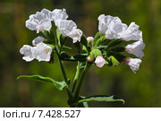 Медуница мягчайшая  ( Pulmonaria mollis ). Дикорастущее растение Сибири с редкой белой окраской цветов. Стоковое фото, фотограф Евгений Мухортов / Фотобанк Лори