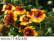 Шмель (Bombus) на цветке Гайлардии (Gaillardia) Стоковое фото, фотограф Алёшина Оксана / Фотобанк Лори