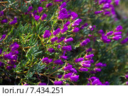 Ice-plant plant. Стоковое фото, фотограф Яков Филимонов / Фотобанк Лори