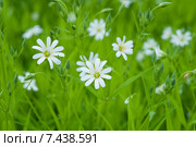 Мелкие белые цветы на лугу. Звездчатка ланцетовидная, Stellaria holostea. Стоковое фото, фотограф Короленко Елена / Фотобанк Лори