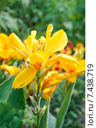 Канна садовая жёлтая  (Canna) Стоковое фото, фотограф Алёшина Оксана / Фотобанк Лори